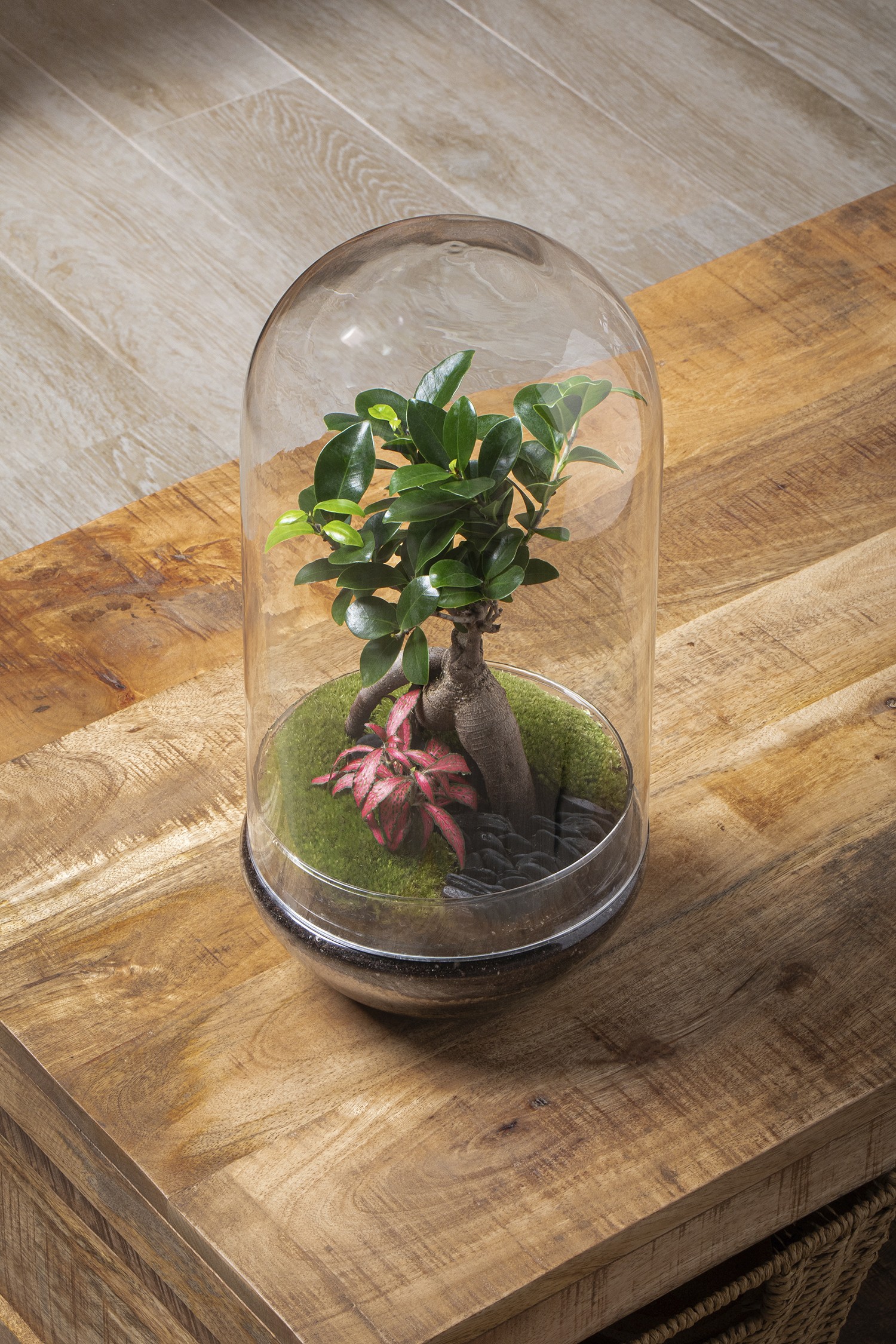 Selwara Terrarium